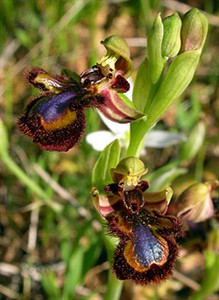 Mirror Ophrys a - Ophrys s. speculum © John Muddeman